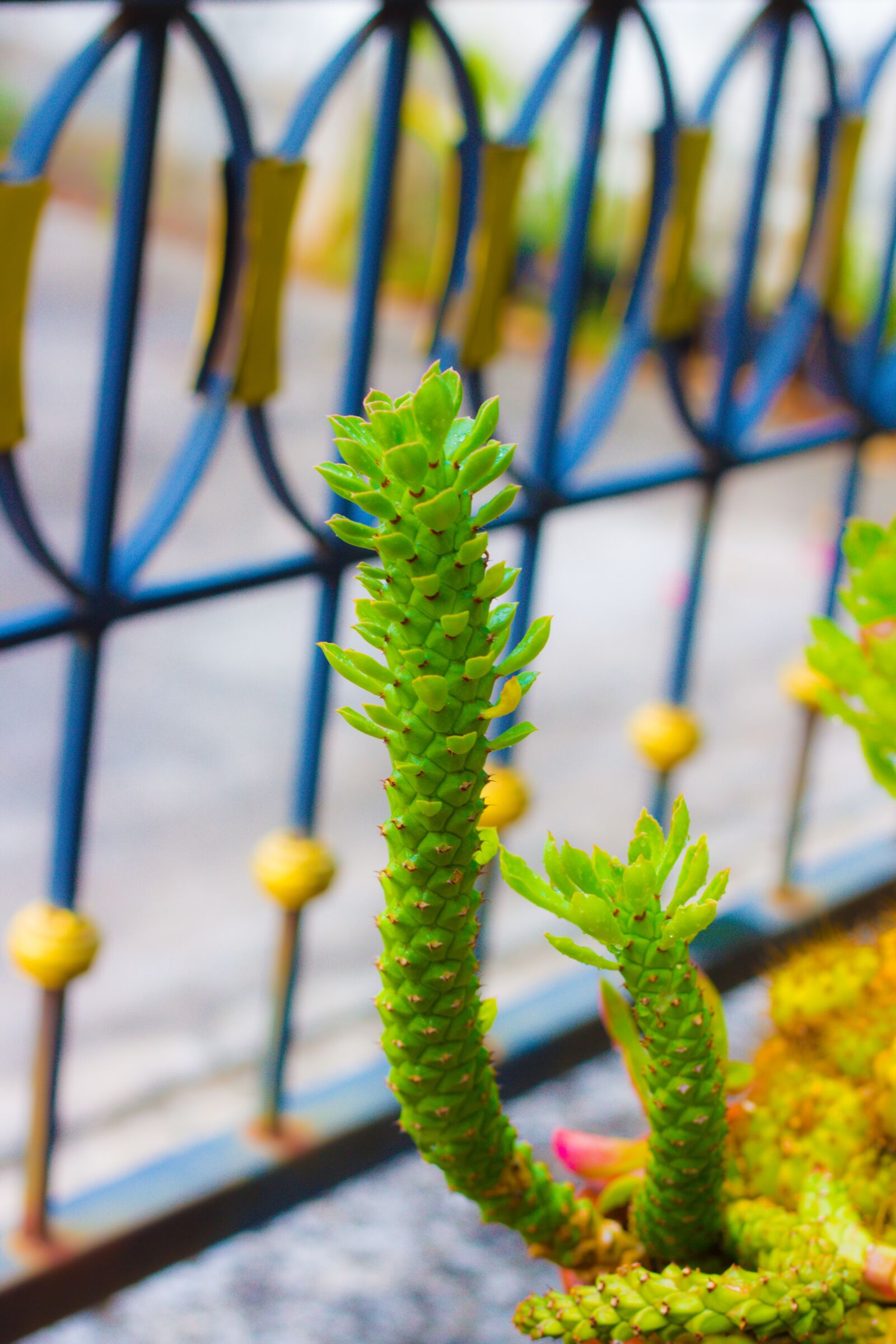 Canon EOS 700D (EOS Rebel T5i / EOS Kiss X7i) + Canon EF 50mm F1.8 STM sample photo. Green, pineapple, aloe vera photography