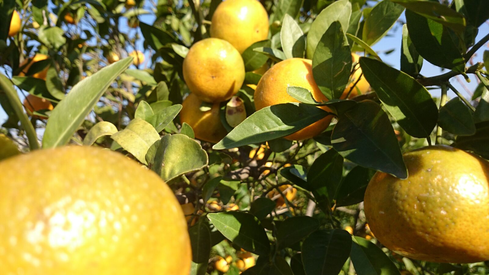 Sony Xperia Z1 sample photo. Orange, nature, bright photography