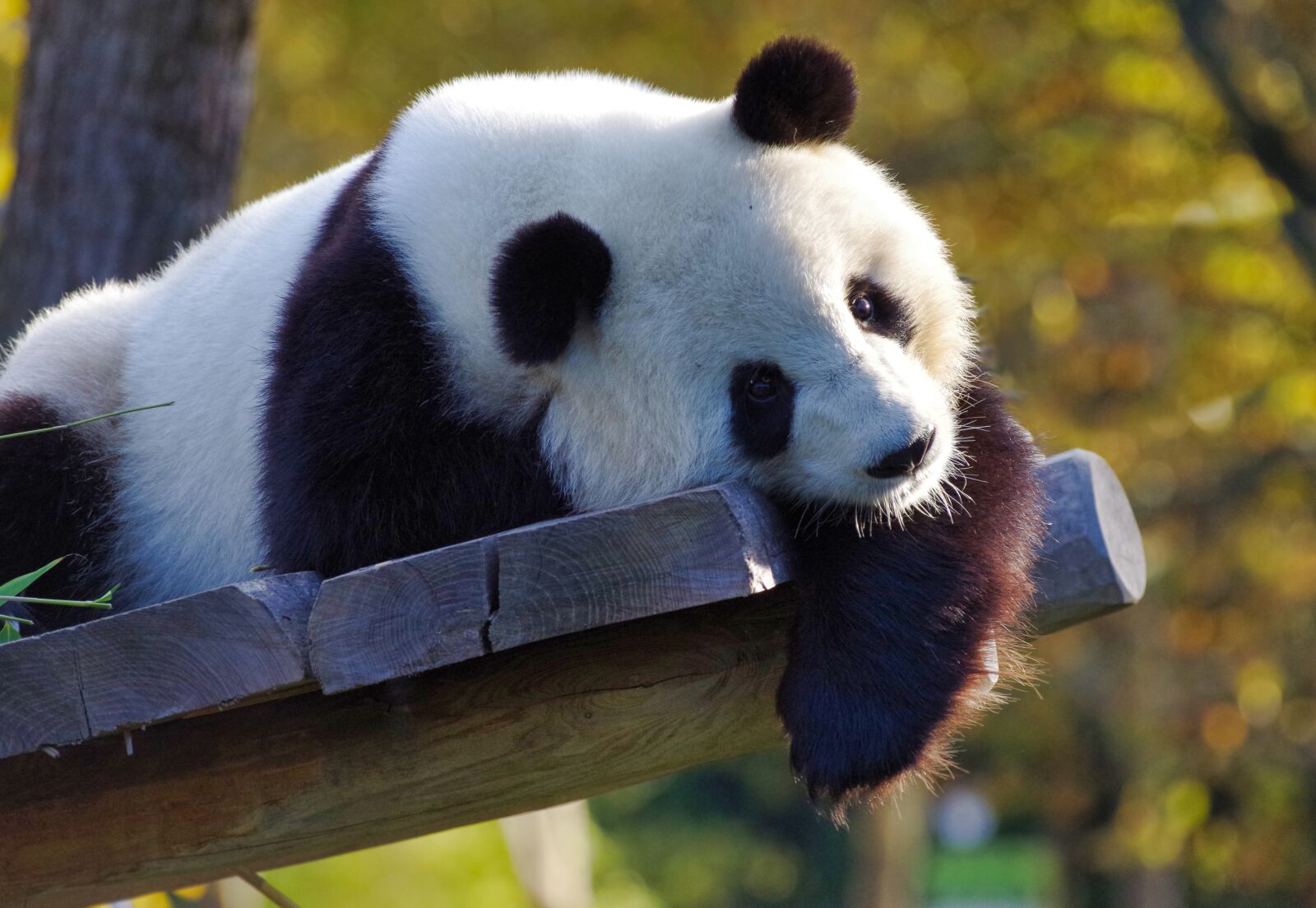 Pentax K-30 sample photo. Panda, giant panda, bamboo photography