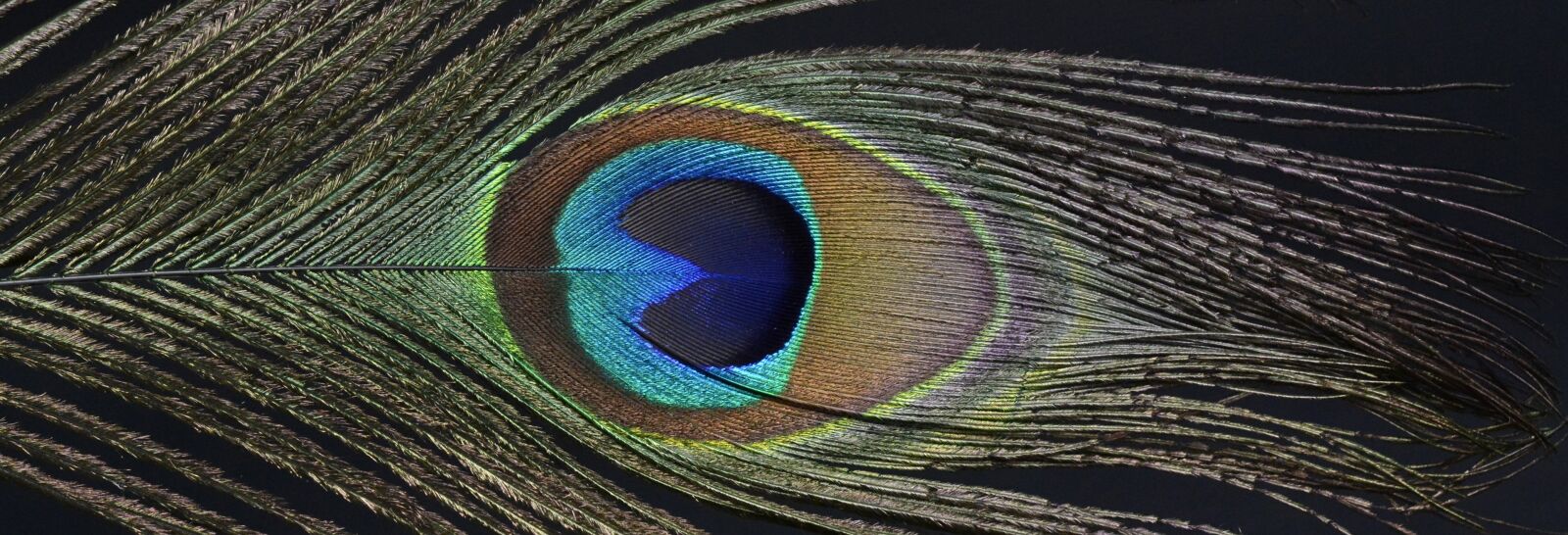 Nikon D7100 sample photo. Peacock feather, peacock, feather photography
