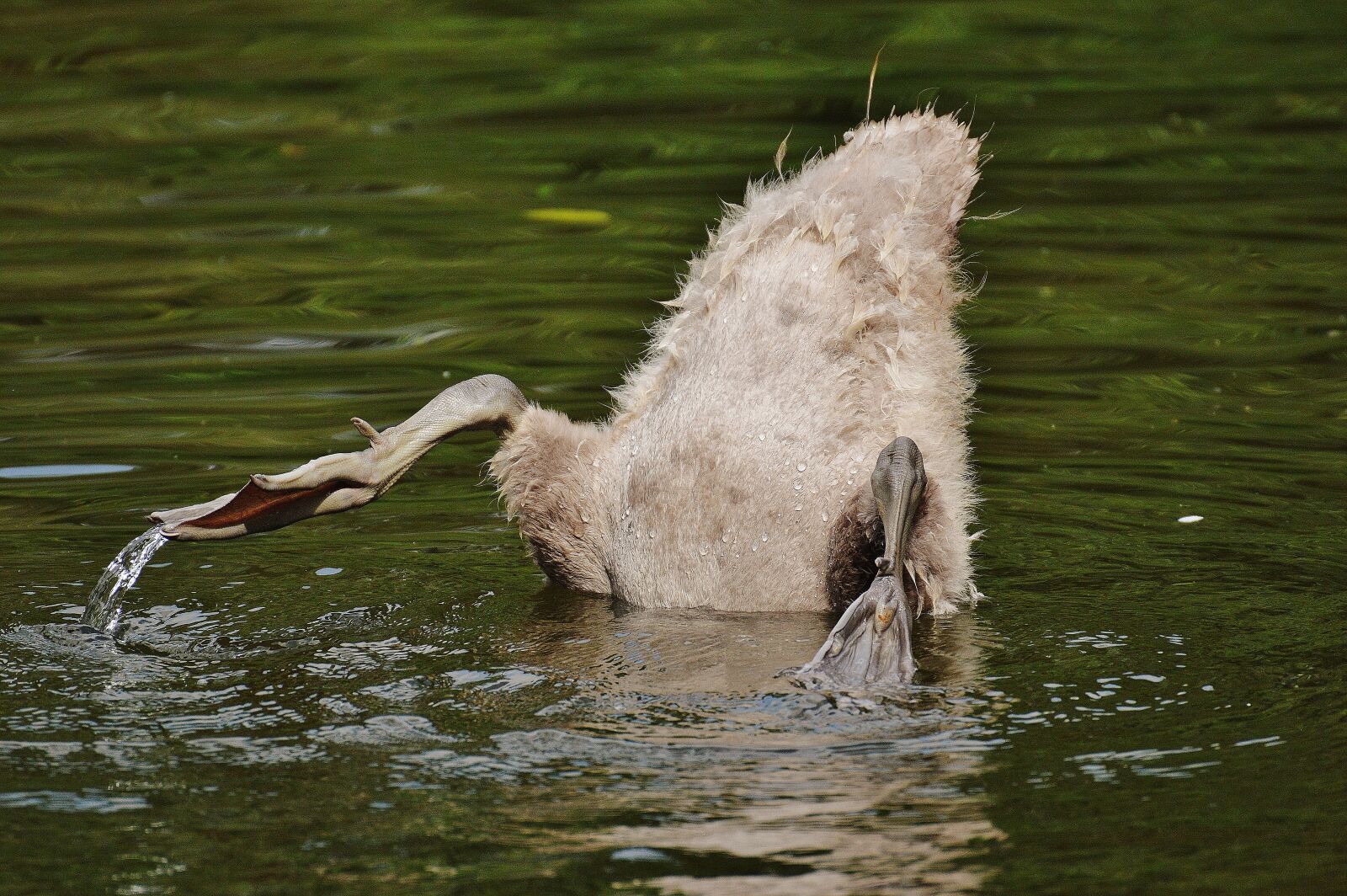 Nikon D3200 sample photo. Swan, young animal, diving photography