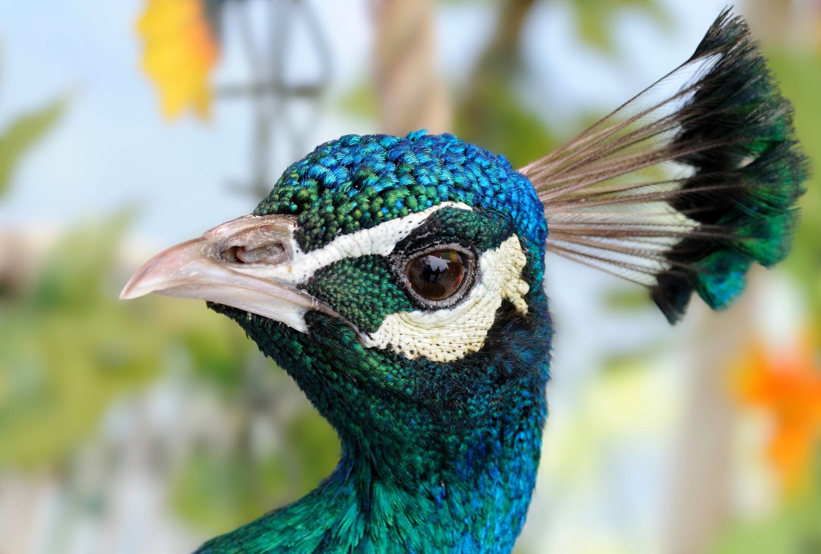 Nikon D300 sample photo. Animal, bird, peacock photography