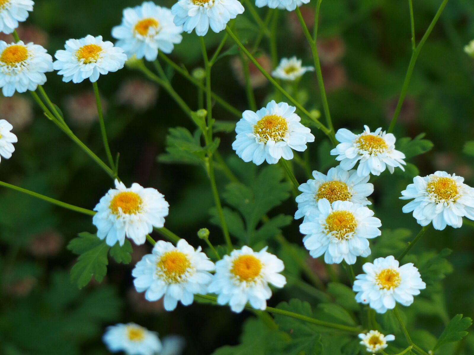 Panasonic Lumix DMC-FZ200 sample photo. Chamomile, flowers, nature photography