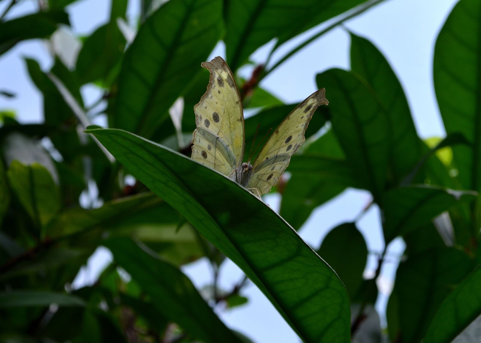 Nikon D5100 sample photo. Butterfly, butterflies, edelfalter photography