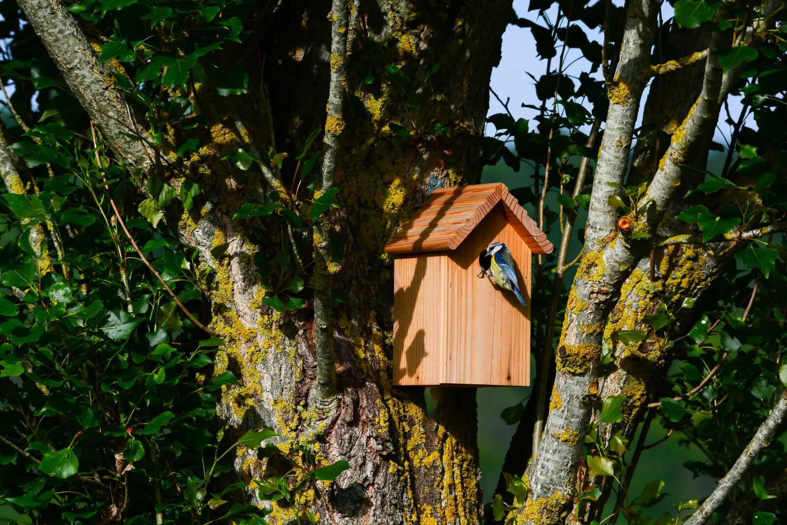 Nikon D7100 sample photo. Bird, blue tit nest photography