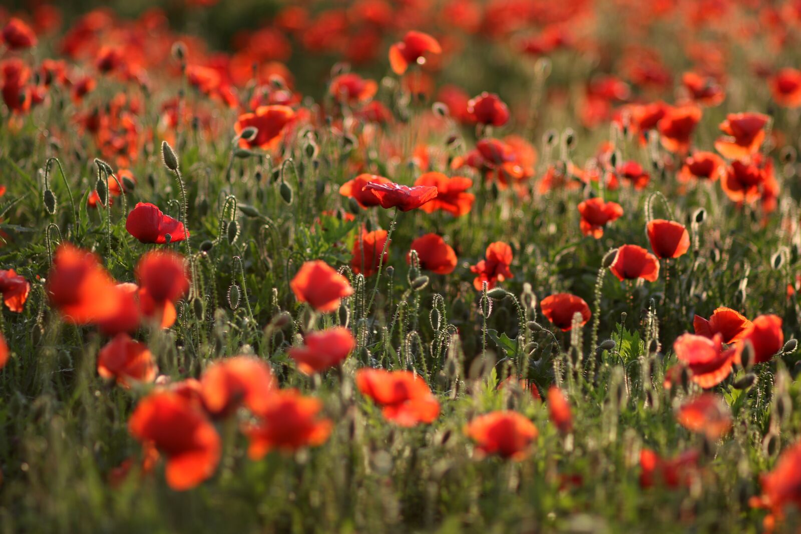 Canon EOS 7D Mark II sample photo. Poppies, red, plain photography