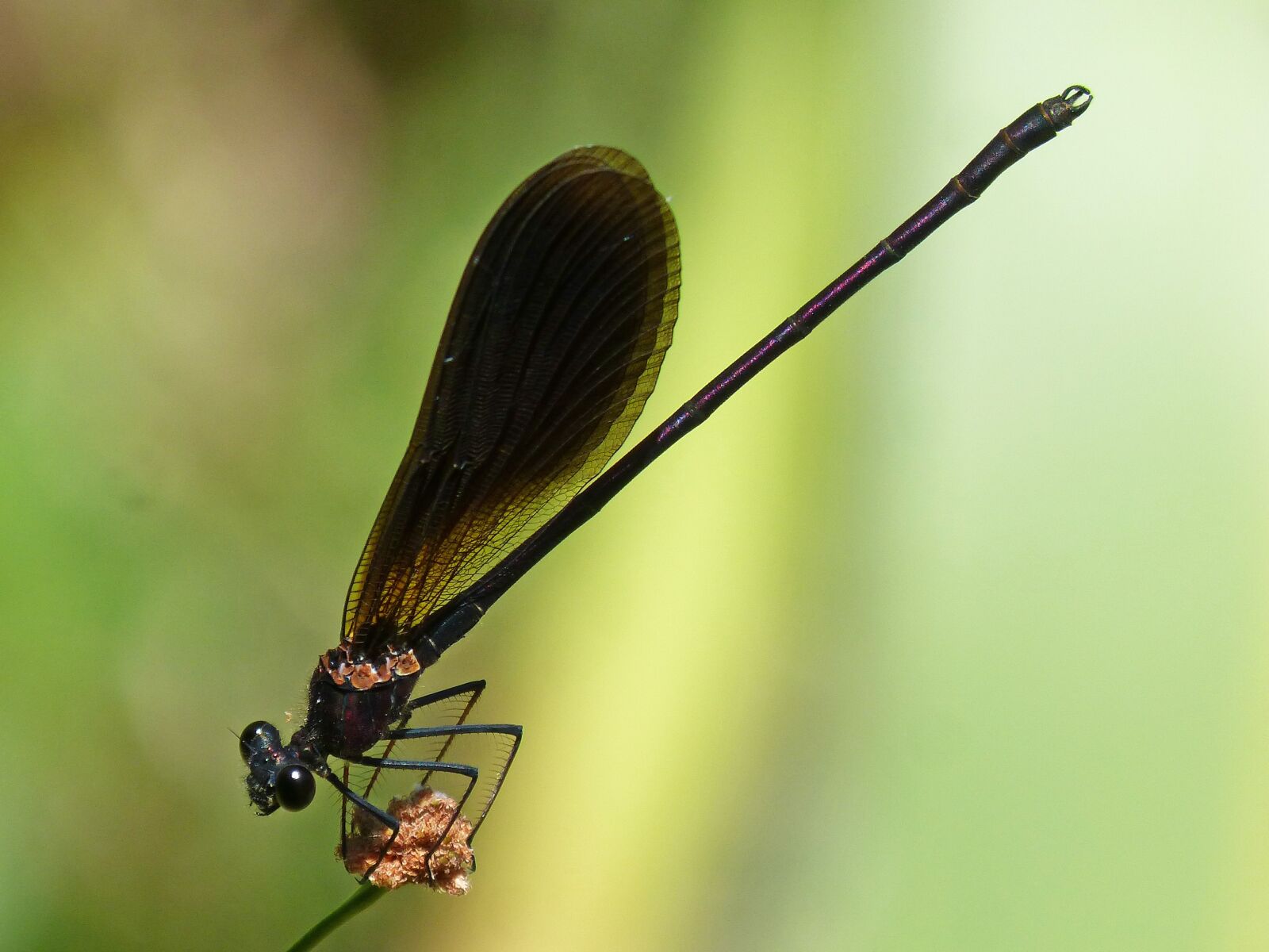 Panasonic DMC-FZ62 sample photo. Black dragonfly, calopteryx haemorrhoidalis photography