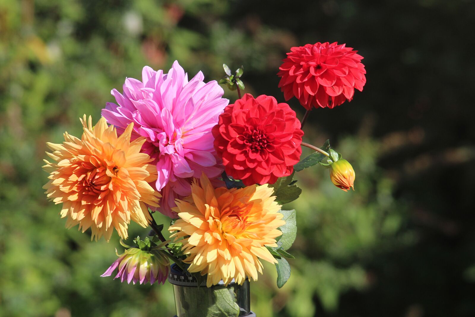 Canon EOS 1200D (EOS Rebel T5 / EOS Kiss X70 / EOS Hi) sample photo. Dahlias, flowers, flora photography