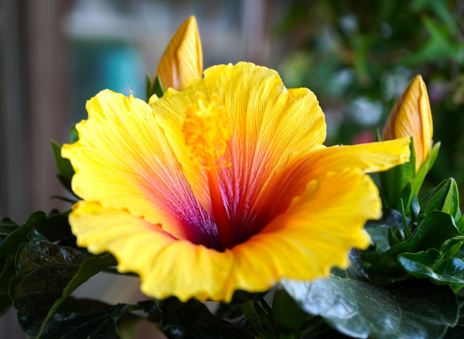 Sony E PZ 18-105mm F4 G OSS sample photo. Hibiscus, yellow, blossom photography