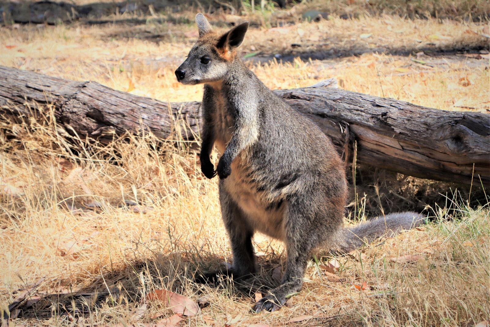 Canon EF-S 18-135mm F3.5-5.6 IS USM sample photo. Swamp wallaby, standing, thick photography