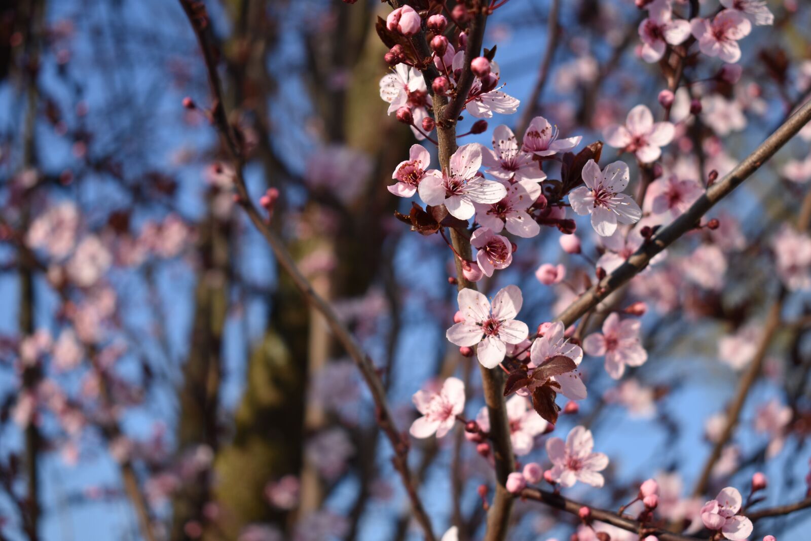 Nikon D3400 sample photo. Cherry blossom, spring, branch photography