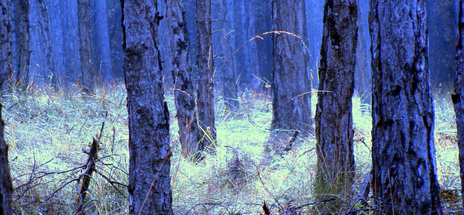 Sony DSC-H3 sample photo. Trunks, pine, tree bark photography