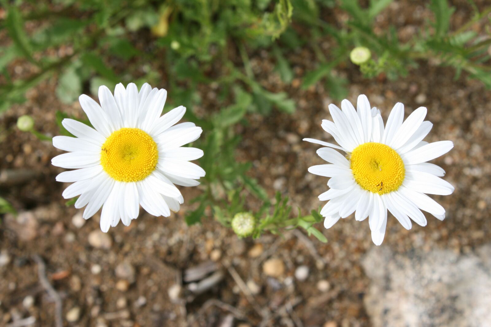 Canon EOS 400D (EOS Digital Rebel XTi / EOS Kiss Digital X) sample photo. White, sunflower, grace photography
