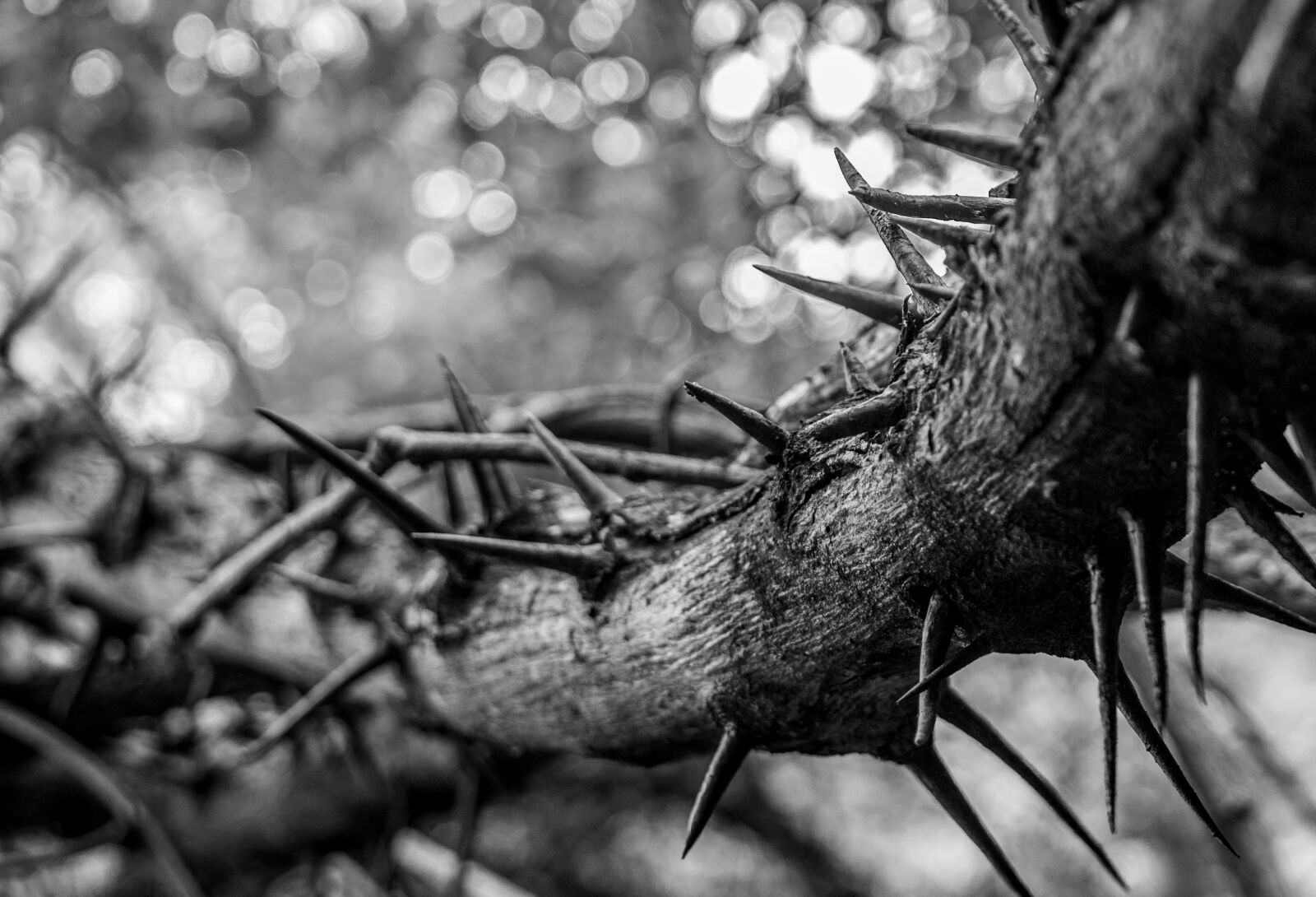 Canon EOS 6D Mark II sample photo. Thorns, branch, pointed photography