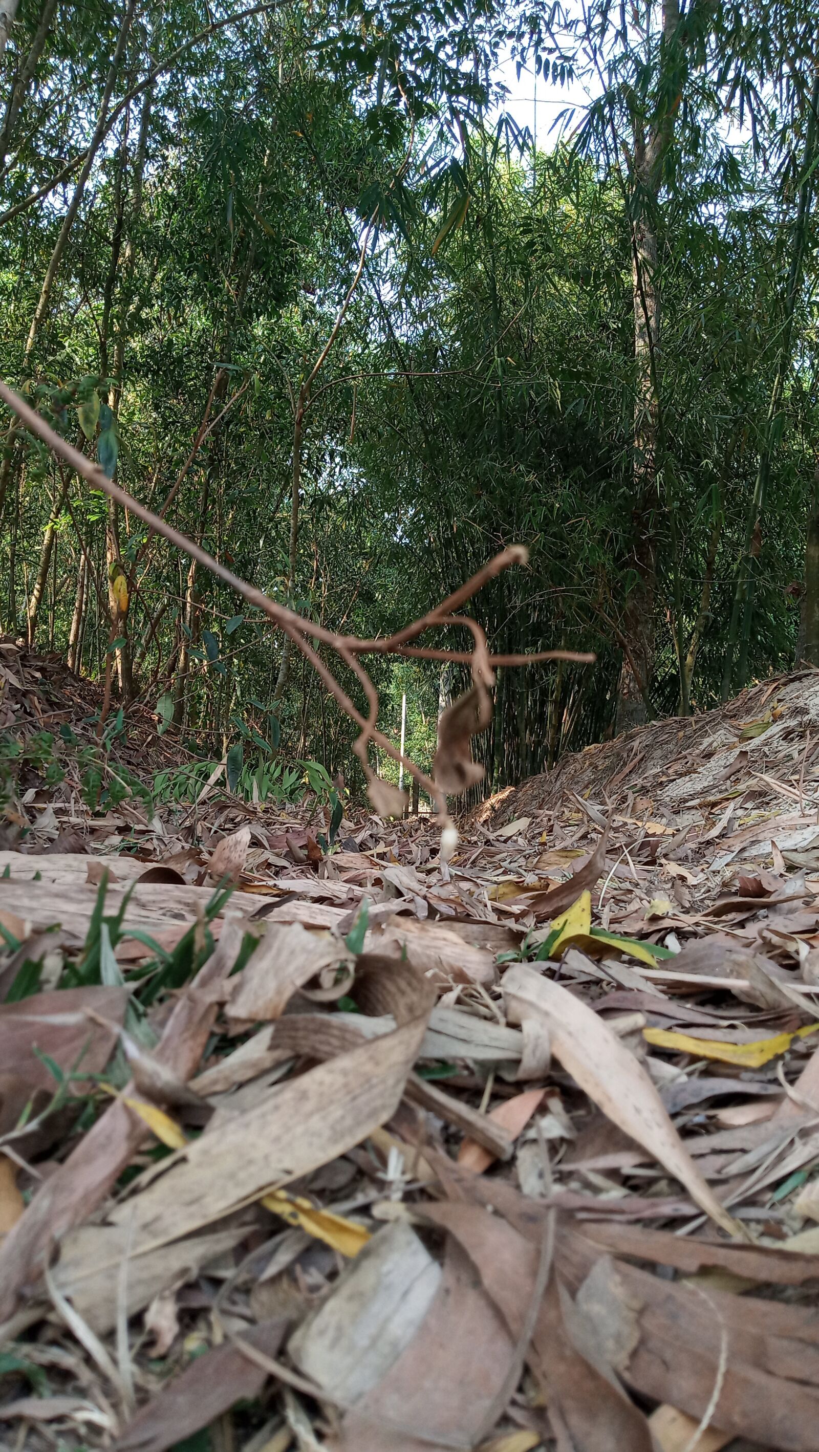Xiaomi Redmi 6 sample photo. Dry leaves, bamboo storm photography