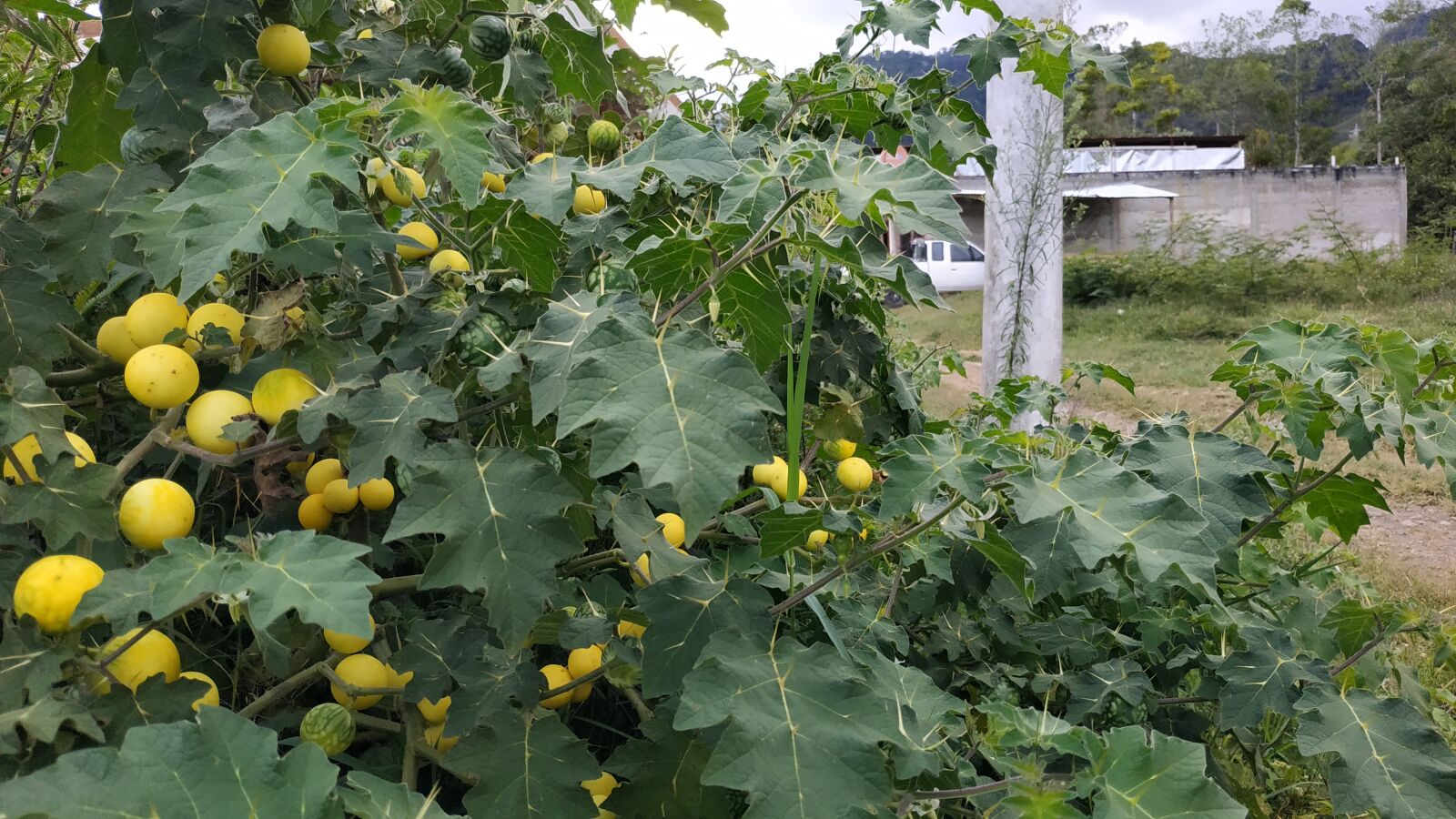 Xiaomi Redmi Note 5 sample photo. Lulo wild, fruits, green photography