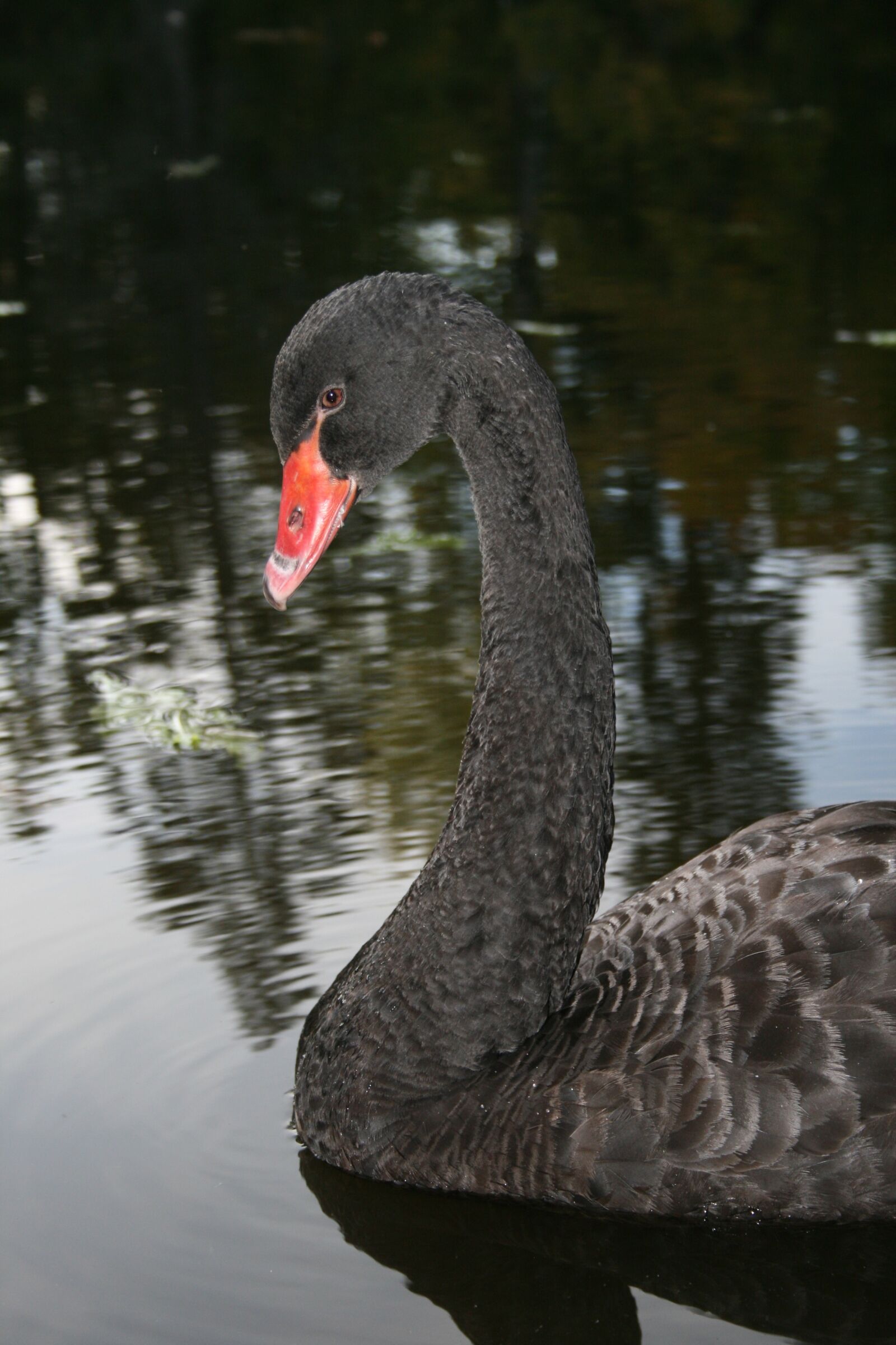 Canon EOS 400D (EOS Digital Rebel XTi / EOS Kiss Digital X) sample photo. Black, swan, nature photography