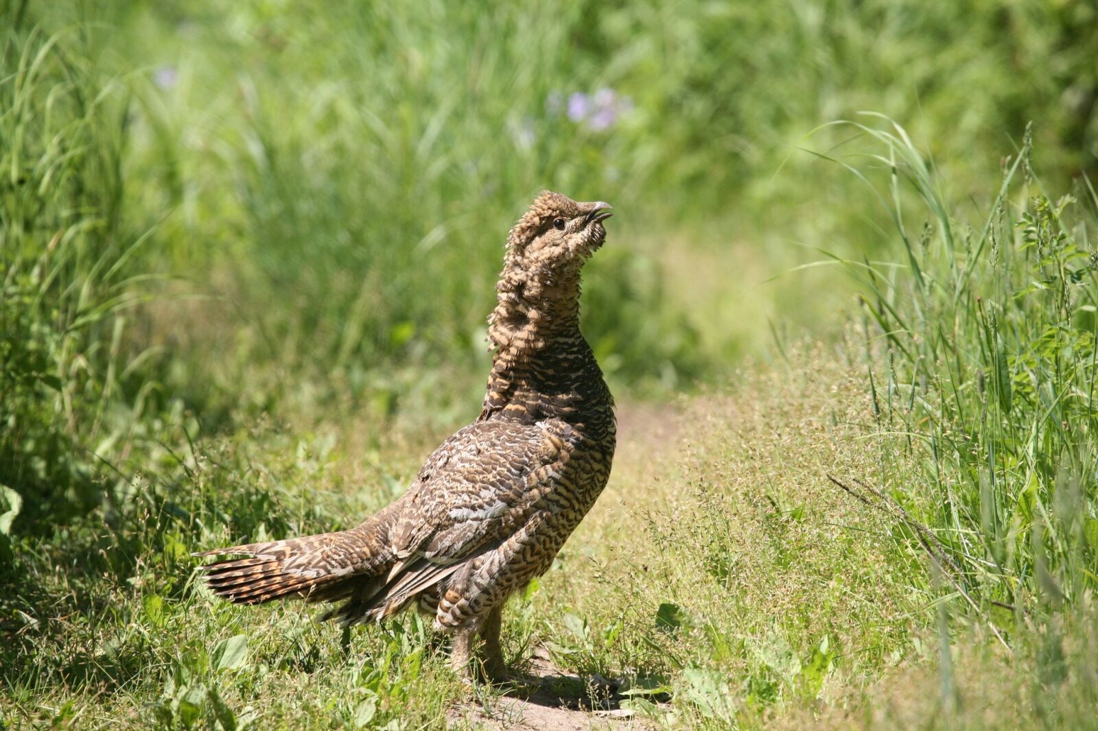 Canon EOS 5D sample photo. Glukharka, bird, forest chicken photography