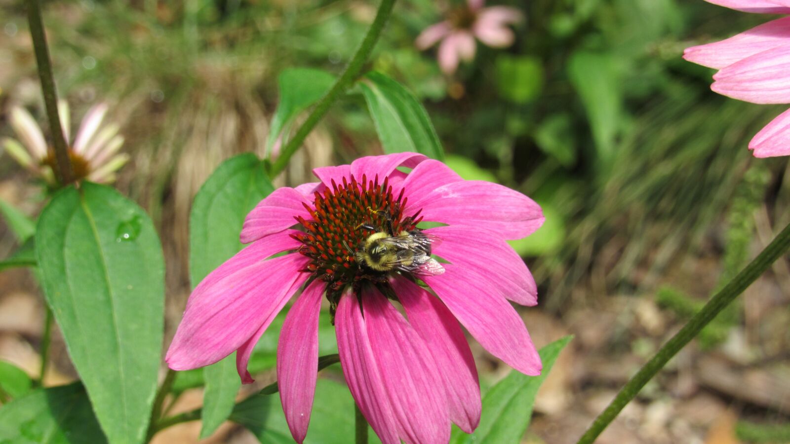 Canon PowerShot SX530 HS sample photo. Bee, flower, insects photography