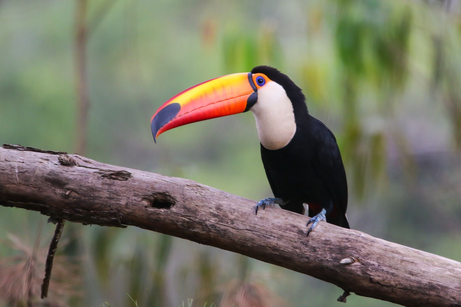 150-600mm F5-6.3 DG OS HSM | Contemporary 015 sample photo. Toco toucan, toucan, tucano photography