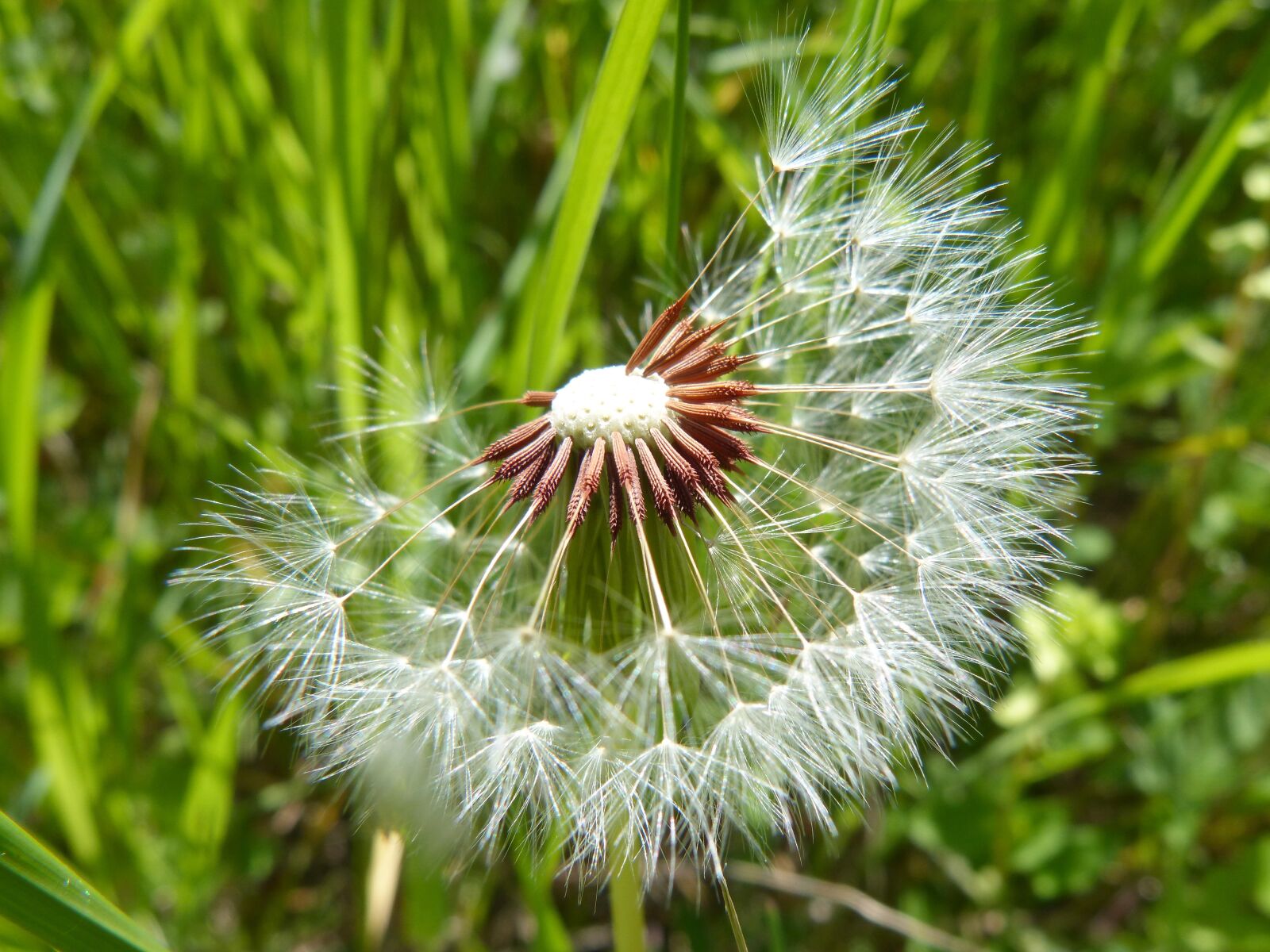 Panasonic DMC-FZ62 sample photo. Dandelion, seeds, angelitos photography