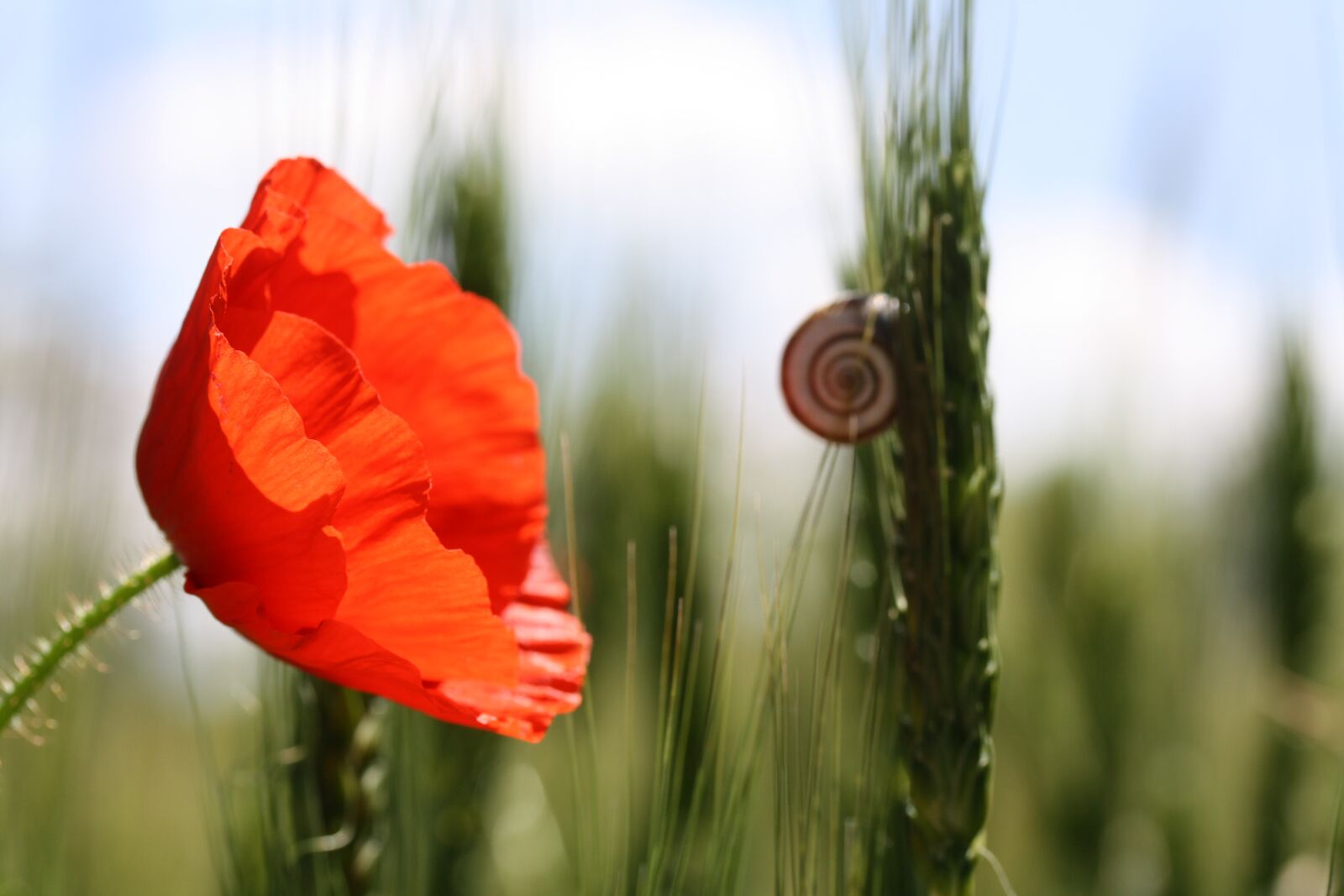 Canon EOS 1000D (EOS Digital Rebel XS / EOS Kiss F) sample photo. Time, snail, poppy photography