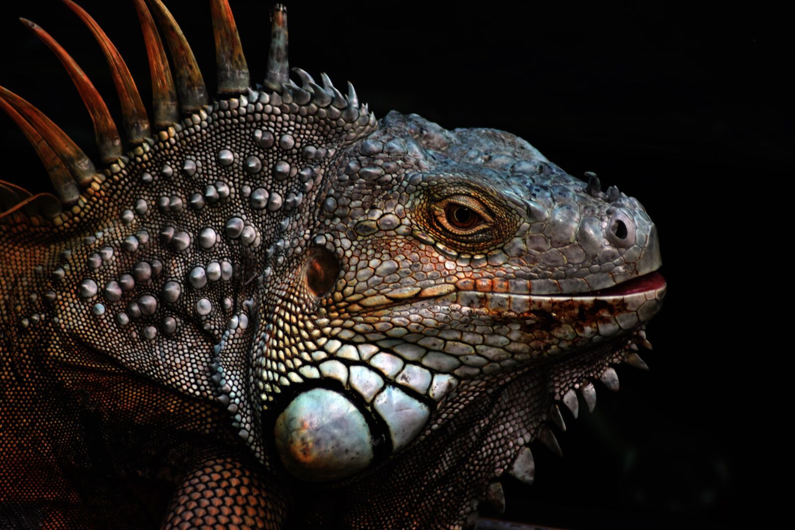 Nikon D3400 sample photo. Green iguana, reptile, large photography