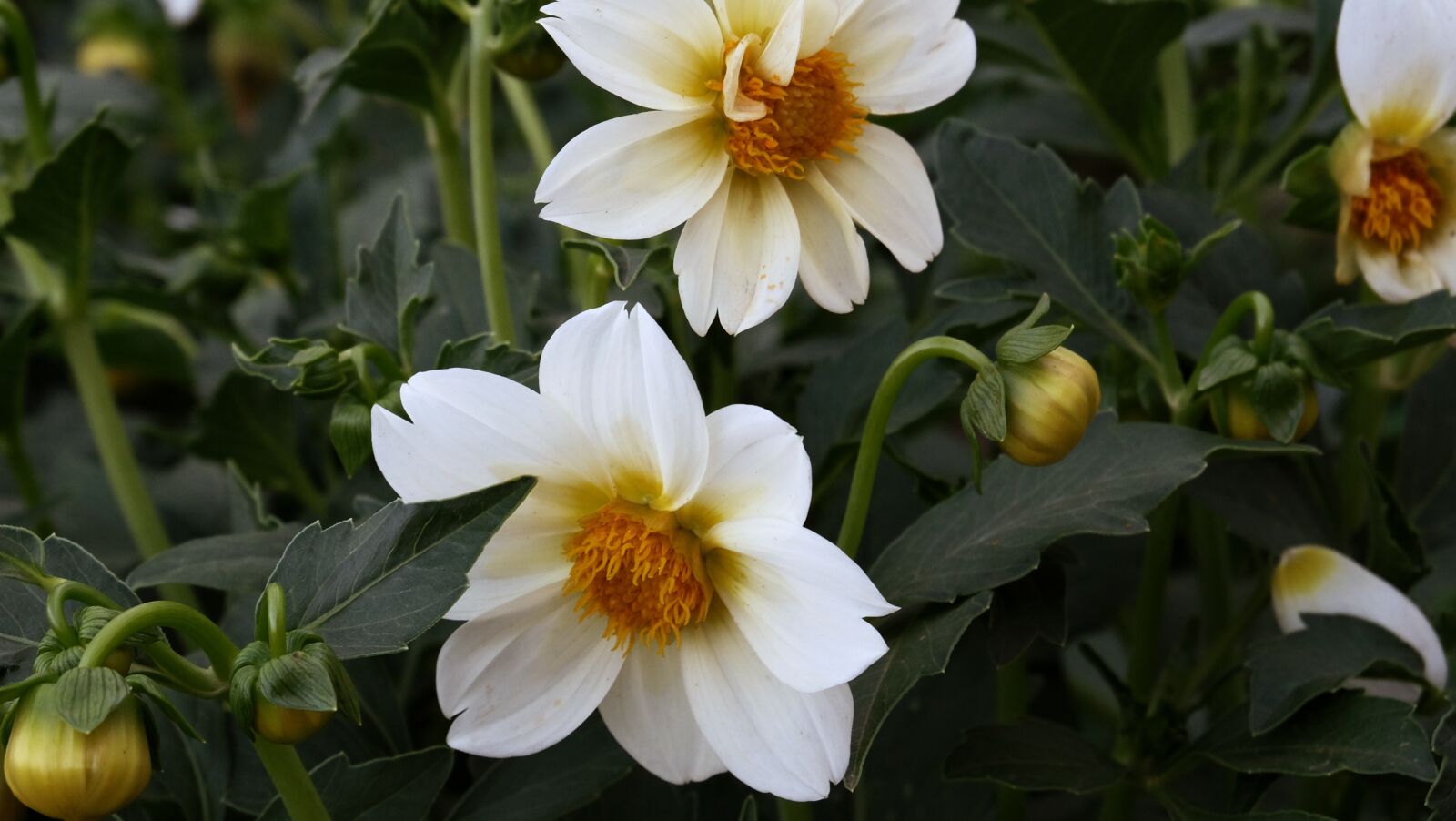 Fujifilm XC 16-50mm F3.5-5.6 OIS II sample photo. Flowers, summer, garden photography
