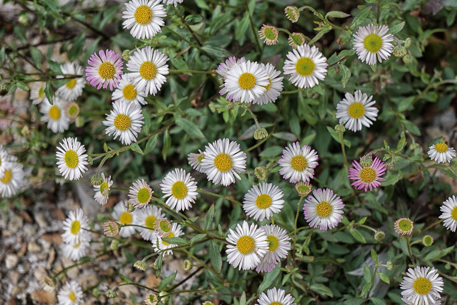 Sony E 55-210mm F4.5-6.3 OSS sample photo. Flowers, daisies, white photography