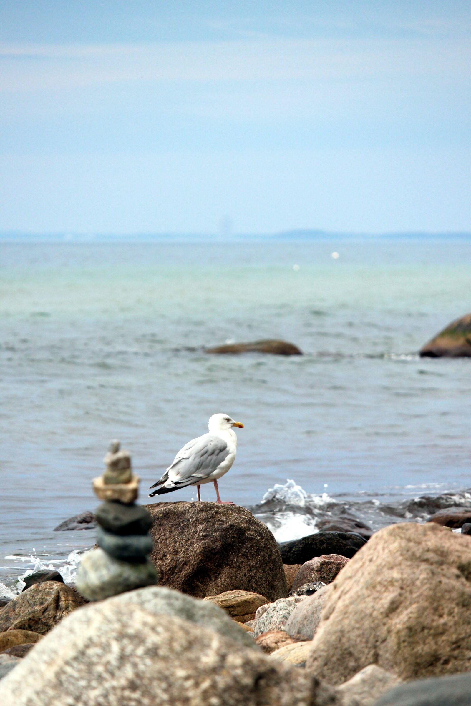 Canon EF-S 55-250mm F4-5.6 IS STM sample photo. Seagull, baltic sea, seagull photography