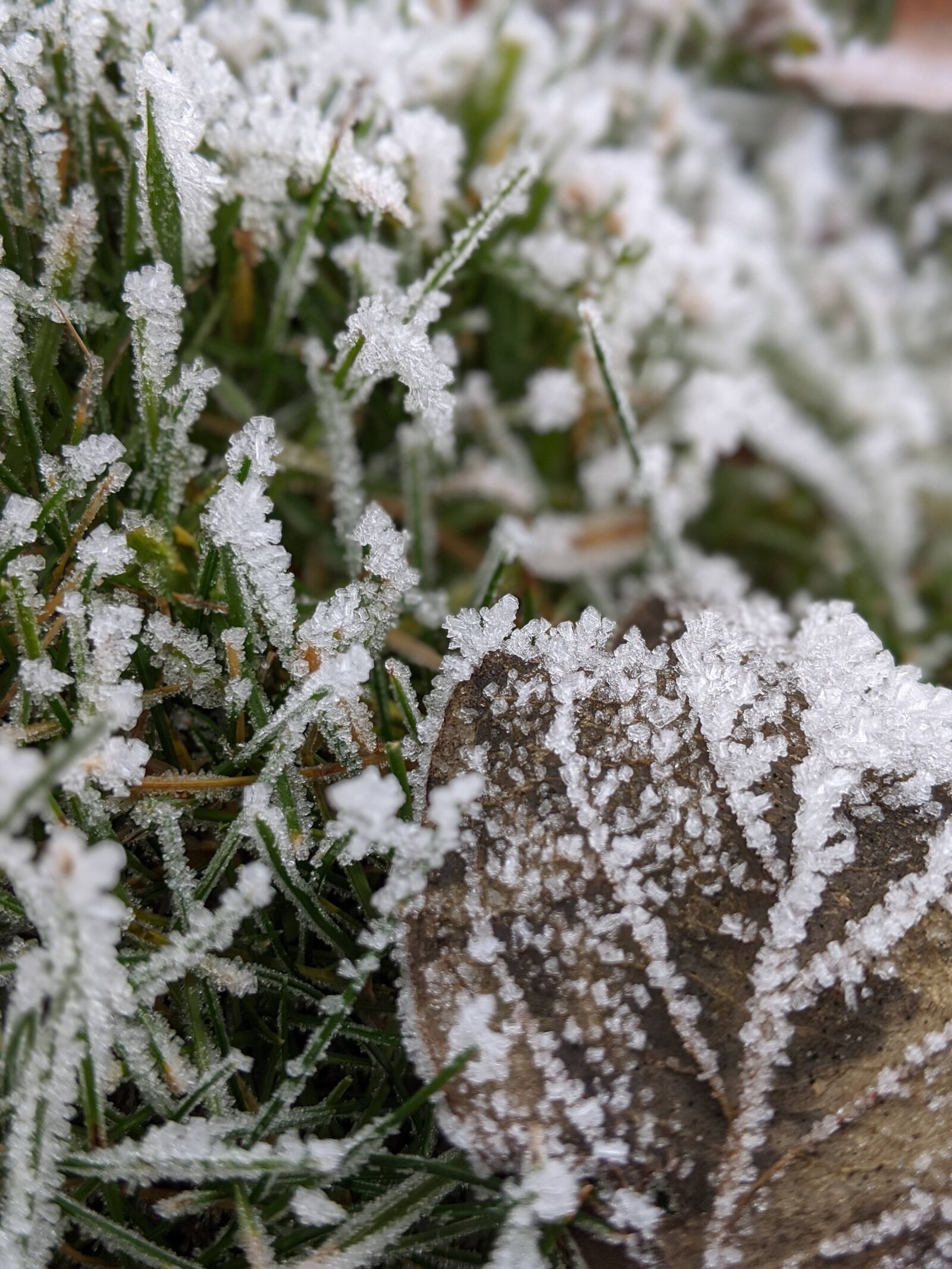 Google Pixel 2 XL sample photo. Frost, grass, leaf photography