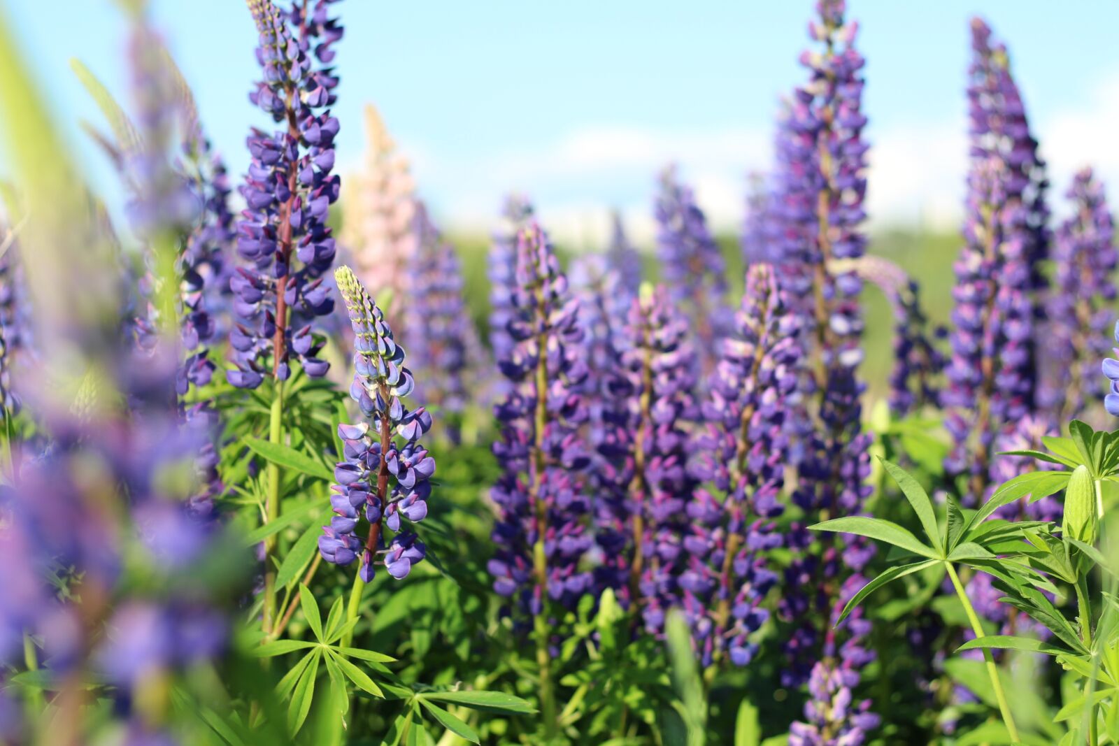 Canon EF 50mm F1.8 STM sample photo. Lupins, flowers, lupine photography