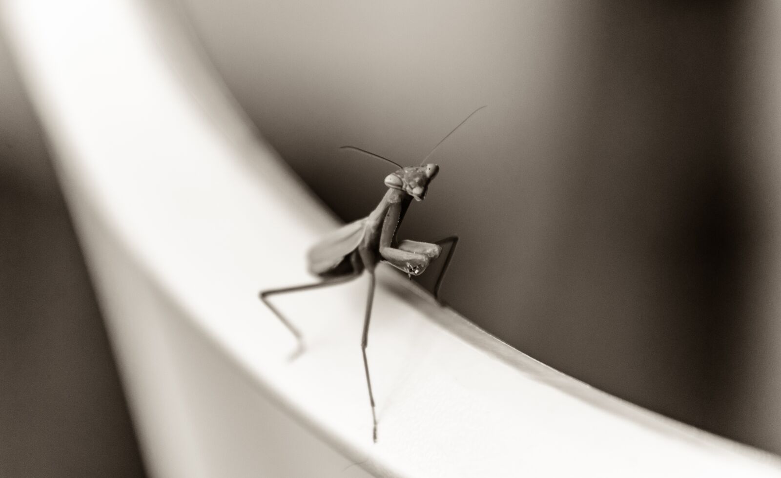 Nikon D7000 sample photo. Praying mantis, mantis, bug photography