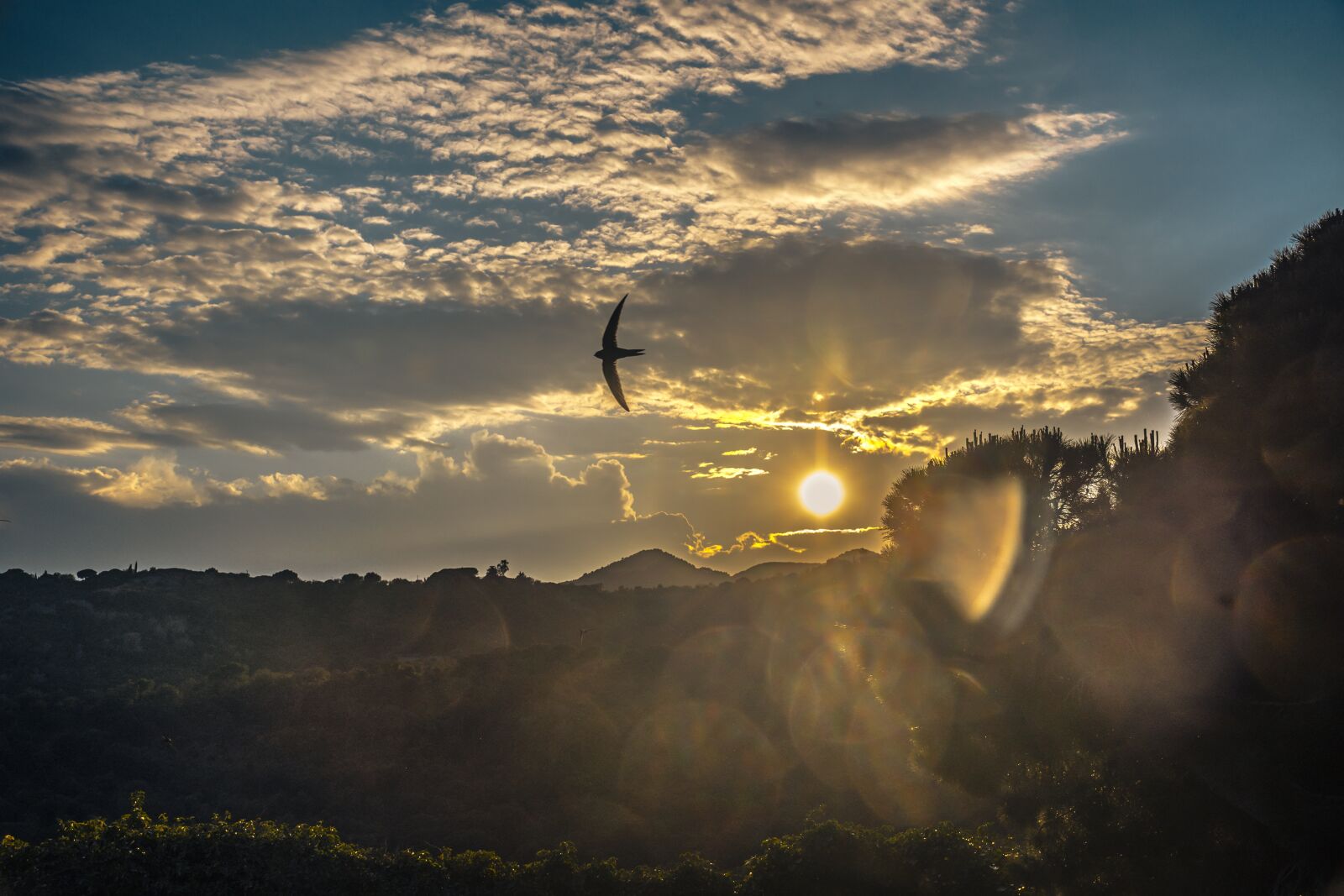 Nikon D7200 sample photo. Spring, swallow, nature photography