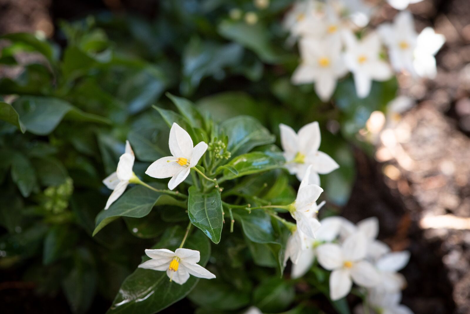 Nikon D750 sample photo. Plant, flowers, white photography