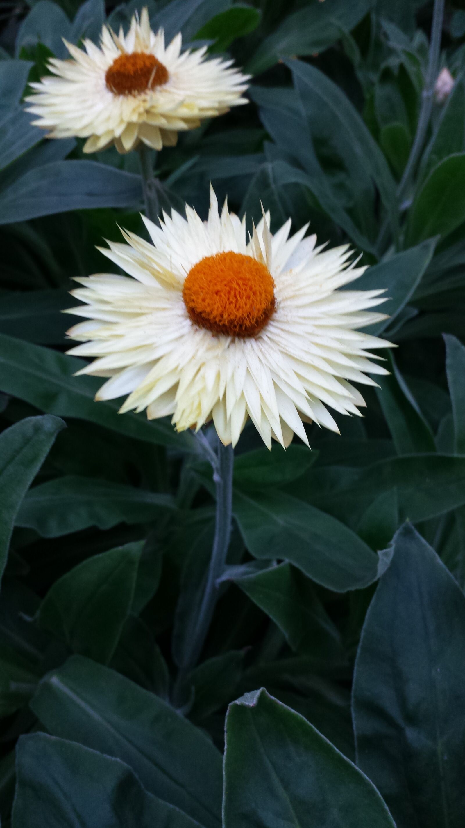 Samsung Galaxy S4 sample photo. Beautiful, flowers photography