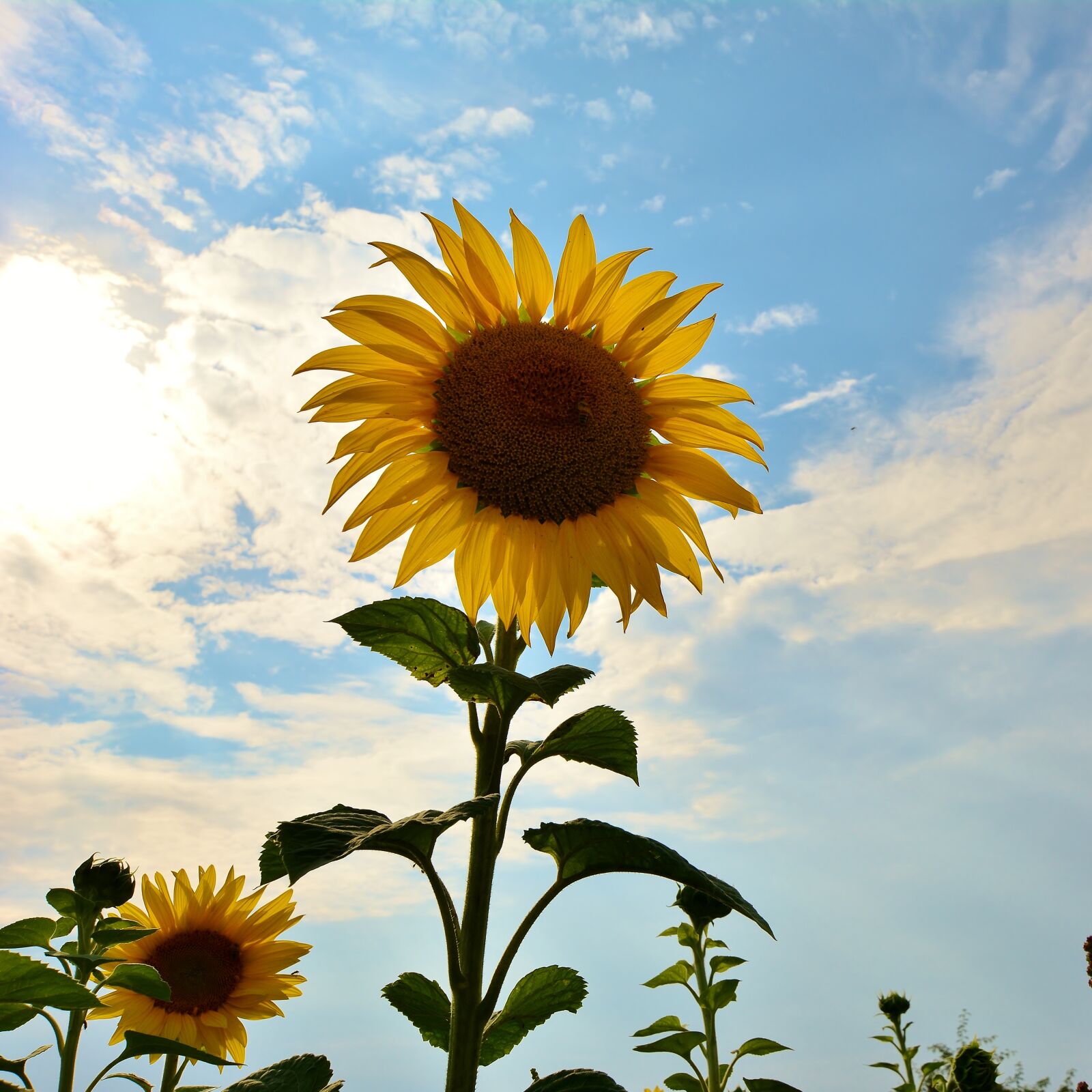 Nikon D5200 sample photo. Sunflower, nature, sunflower field photography