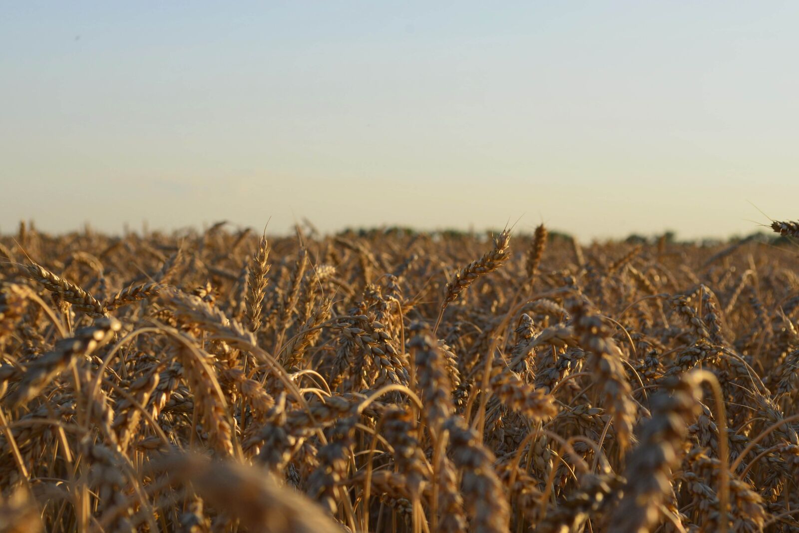 Nikon D5100 sample photo. Field, wheat, summer photography