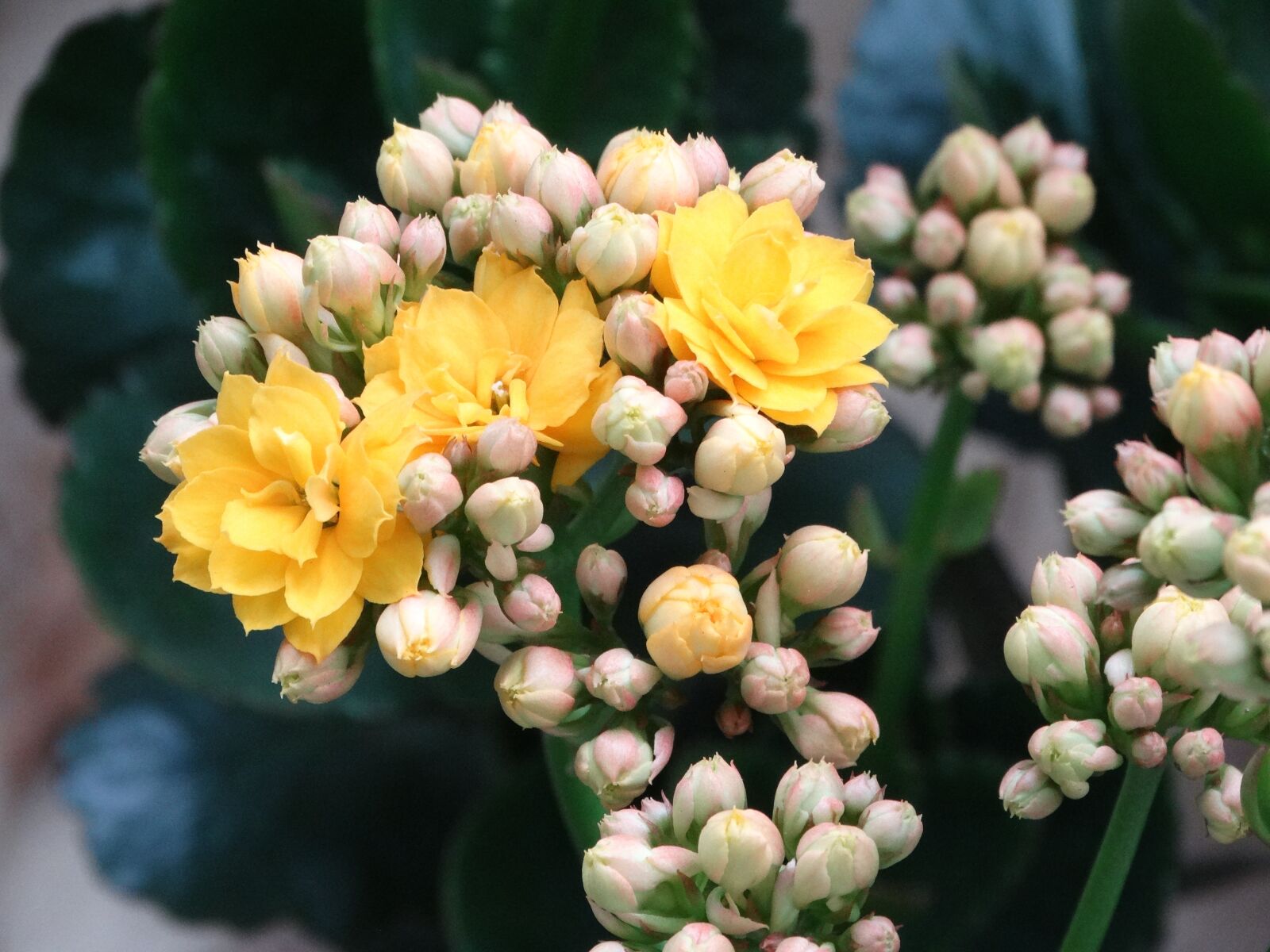 Sony Cyber-shot DSC-HX300 sample photo. Flower, flowers, nature photography