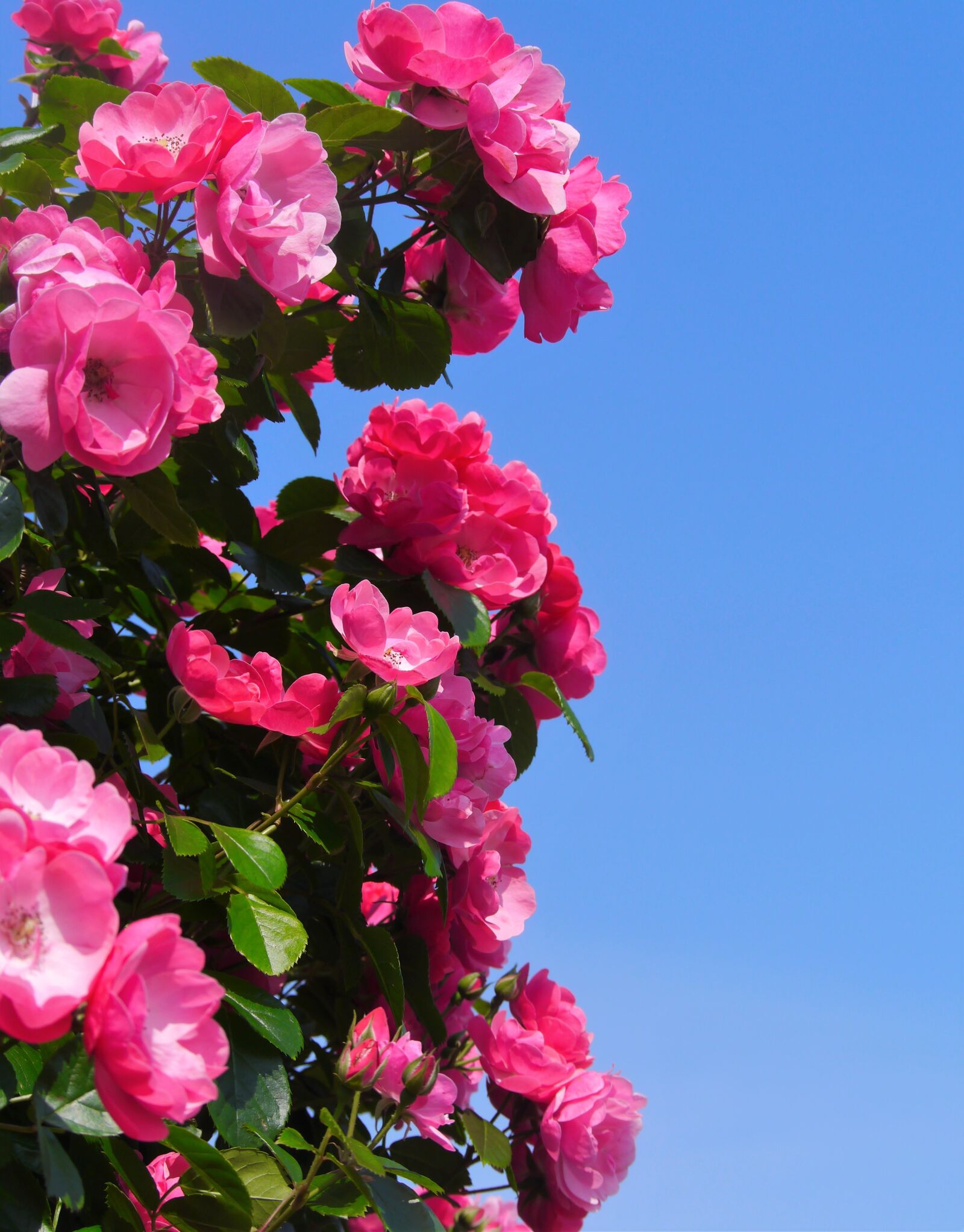 Panasonic Lumix DMC-GX1 sample photo. Verny park, rose, pink photography