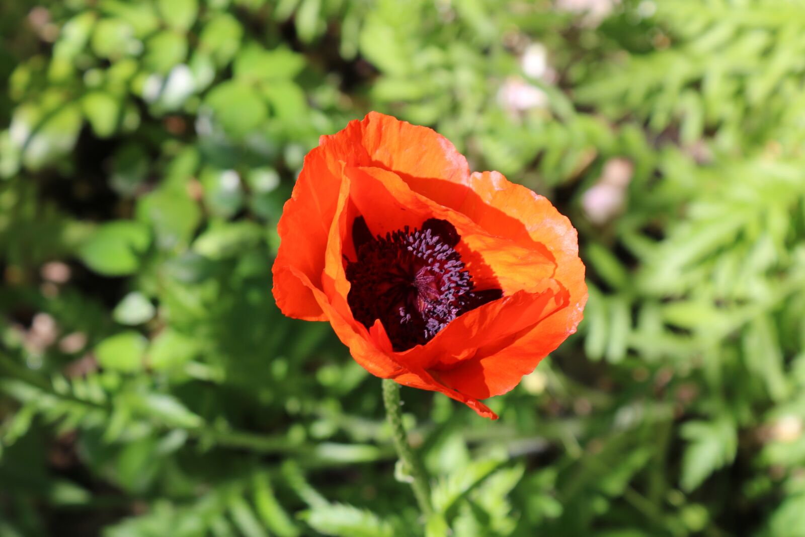 Canon EOS 750D (EOS Rebel T6i / EOS Kiss X8i) + Canon EF-S 18-55mm F3.5-5.6 III sample photo. Red, poppy, summer photography