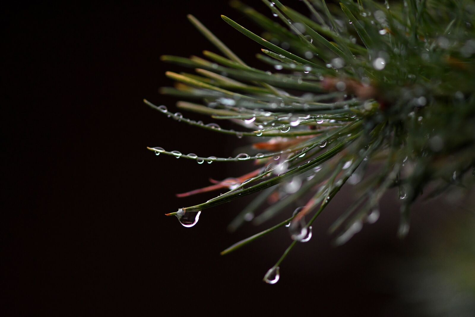 Nikon D500 sample photo. Conifer, raindrop, drop of photography