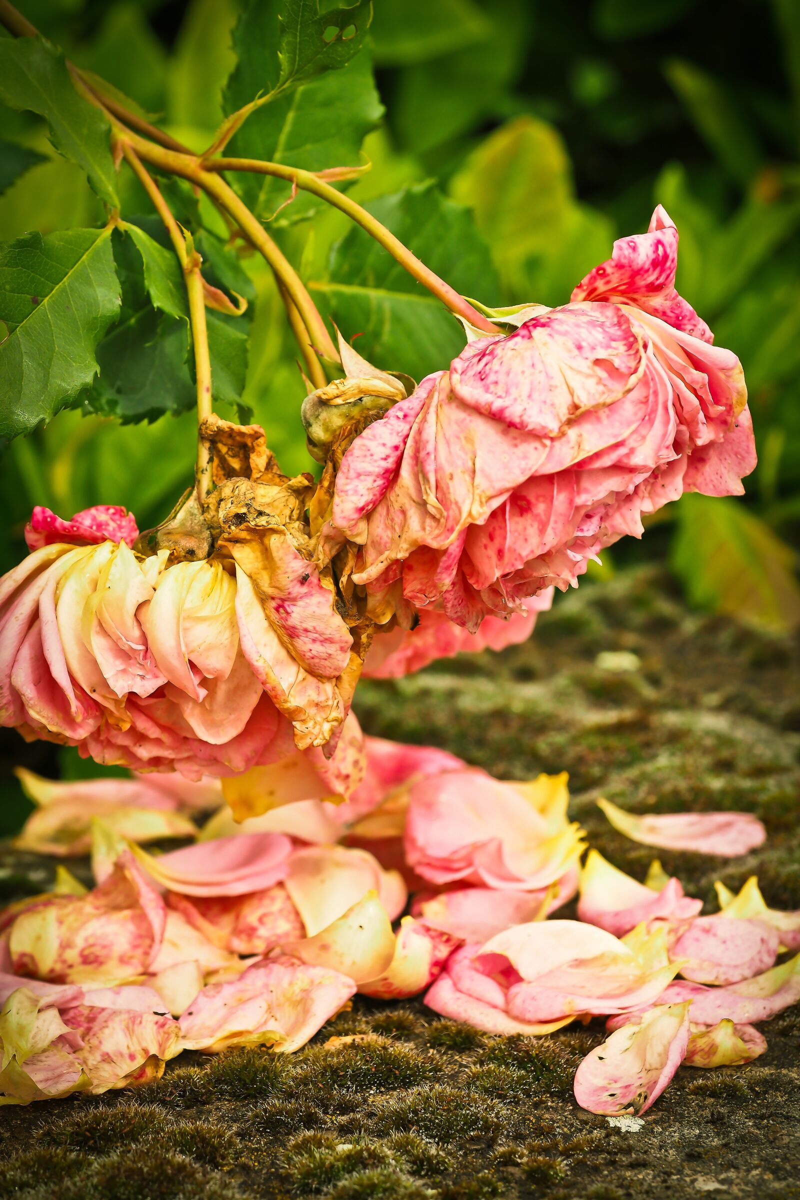 Olympus OM-D E-M10 sample photo. Roses, flower, pink rose photography