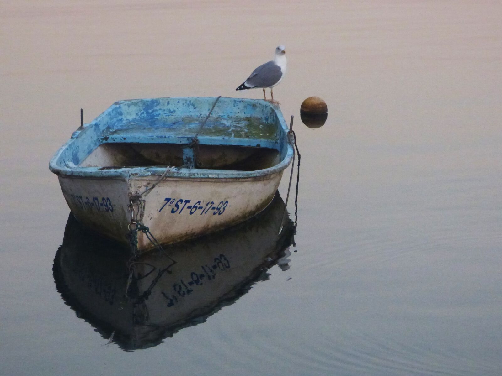 Panasonic DMC-FZ72 sample photo. Sea, seagull, barca photography
