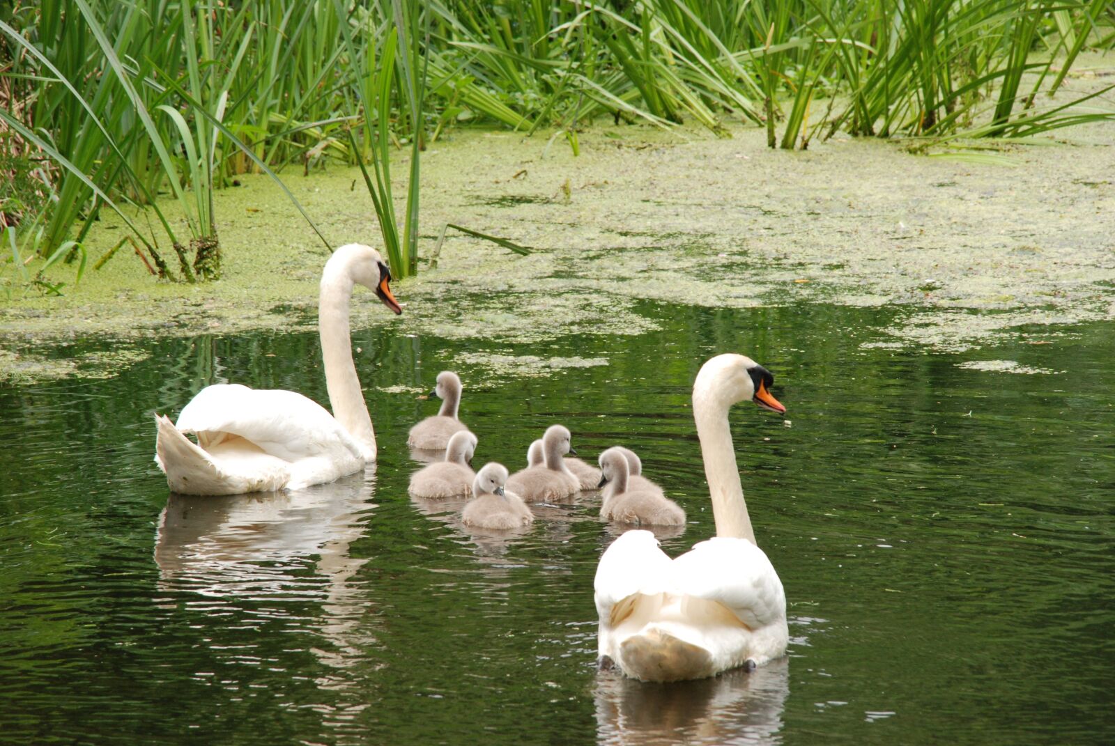 Nikon D80 sample photo. Swan, bird, chicks photography
