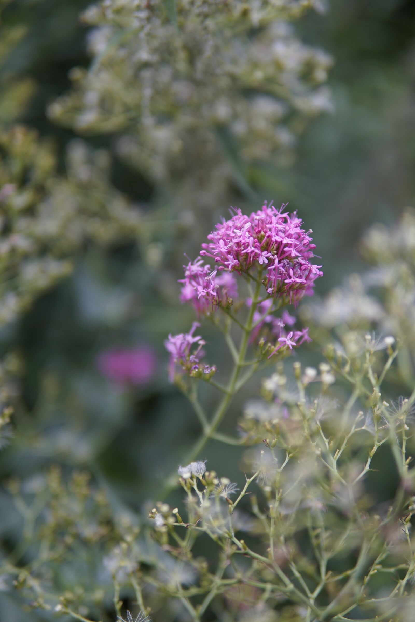 30mm F1.4 DC DN | Contemporary 016 sample photo. Wild flowers, purple, pink photography