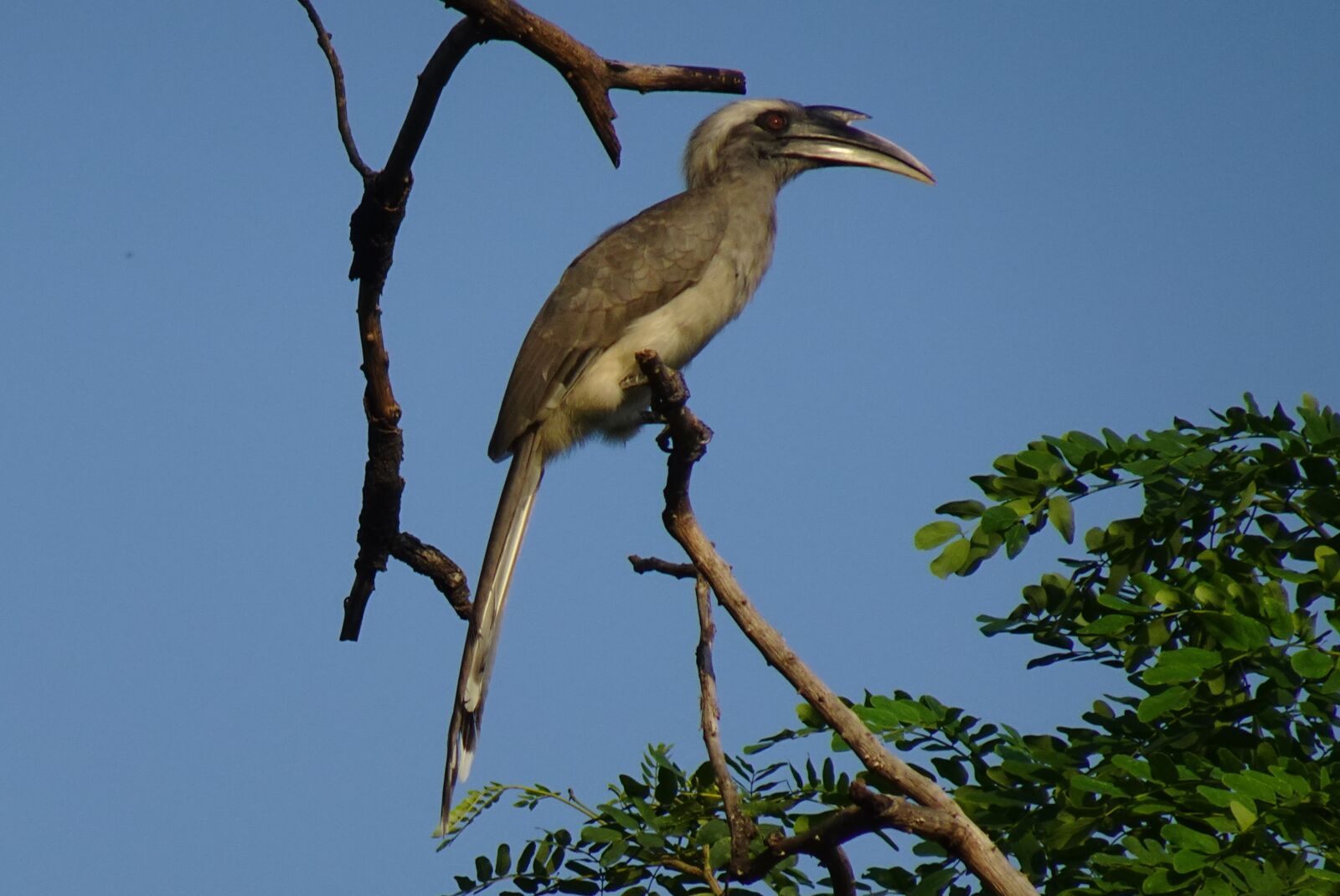 Sony DSC-WX800 sample photo. Bird, hornbill, indian photography