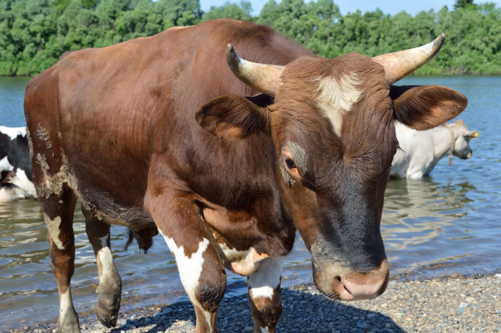 Nikon D3200 sample photo. Bull, watering place, river photography
