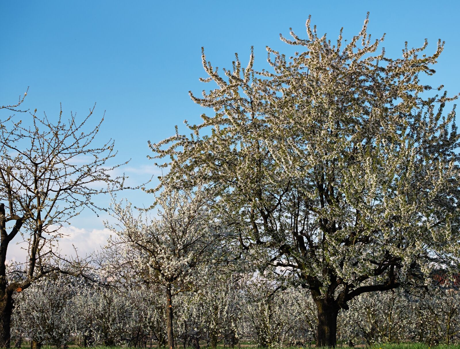 Fujifilm XF 55-200mm F3.5-4.8 R LM OIS sample photo. Cherry trees, bloom, spring photography
