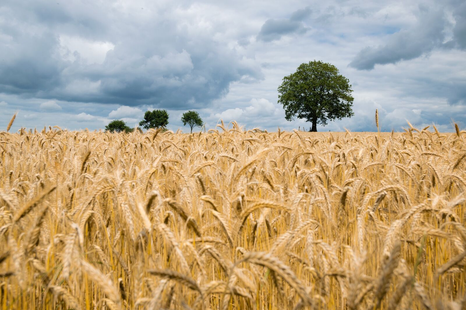 Nikon D3300 sample photo. Agriculture, barley, cereal photography